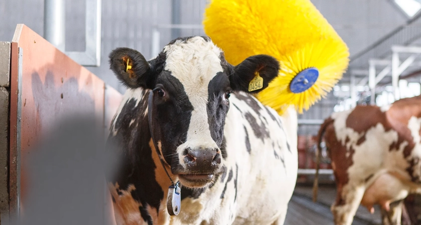 Will Machine Learning Transform the Dairy Industry?